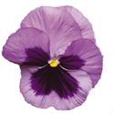 Bild von Viola P9 Grootbloemig Ocean